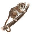 ../images/Mrufus2.jpg