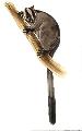 ../images/Pfurcifer2.jpg