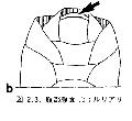 ../images/acidopore_en_fente.gif