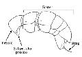 ../images/amblyopone.gaster.web.jpg