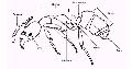 ../images/ant_anatomy.jpg