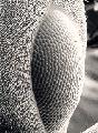 ../images/ant_eye.jpg