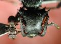../images/ant_heads.jpg