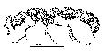 ../images/cerapach.gif