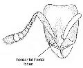 ../images/horizontaux.jpg