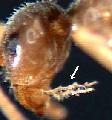 ../images/lneoniger_palps_.jpg