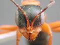 ../images/pseudomyrmex-sp.-frontal.jpg