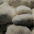 ../images/collec-GFaure/IMG_3341.jpg