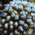 ../images/coraux-rod-genres-bd/Acropora/IMG_6861.jpg