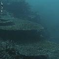 ../images/coraux-rod-genres-bd/Acropora/IMG_7340.jpg