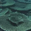 ../images/coraux-rod-genres-bd/Acropora/IMG_8024.jpg