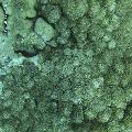../images/coraux-rod-genres-bd/Alveopora/DSC06146.jpg
