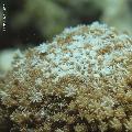 ../images/coraux-rod-genres-bd/Alveopora/IMG_8051.jpg