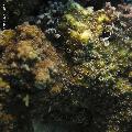 ../images/coraux-rod-genres-bd/Cyphastrea/IMG_7823.jpg