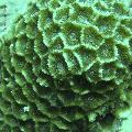 ../images/coraux-rod-genres-bd/Favites/DSC06722.jpg