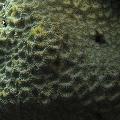 ../images/coraux-rod-genres-bd/Favites/IMG_7303.jpg