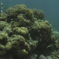 ../images/coraux-rod-genres-bd/Goniastrea/IMG_7465.jpg