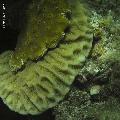 ../images/coraux-rod-genres-bd/Goniastrea/IMG_8321.jpg