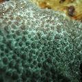 ../images/coraux-rod-genres-bd/Hydnophora/DSC06167.jpg