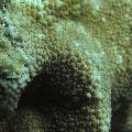../images/coraux-rod-genres-bd/Hydnophora/IMG_7148.jpg