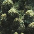 ../images/coraux-rod-genres-bd/Hydnophora/IMG_7294.jpg