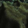 ../images/coraux-rod-genres-bd/Leptoria/IMG_6973.jpg