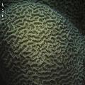 ../images/coraux-rod-genres-bd/Platygyra/IMG_6871.jpg