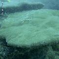 ../images/coraux-rod-genres-bd/Porites/DSC05860.jpg