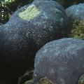 ../images/coraux-rod-genres-bd/Porites/IMG_6796.jpg