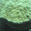 ../images/coraux-rod-genres-bd/Porites/IMG_6947.jpg