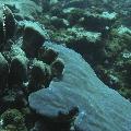 ../images/coraux-rod-genres-bd/Porites/IMG_7167.jpg