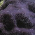 ../images/coraux-rod-genres-bd/Porites/IMG_7863.jpg