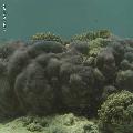 ../images/coraux-rod-genres-bd/Porites/IMG_7916.jpg
