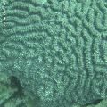 ../images/coraux-rod-genres-bd/Symphillia/DSC05893.jpg