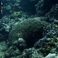 ../images/coraux-rod-genres-bd/Symphillia/IMG_7124.jpg