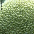../images/coraux-suit-genres/Genres-photossuit/Montastreinae-Montastrea/DSC04033.jpg