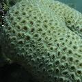 ../images/coraux-suit-genres/Genres-photossuit/Montastreinae-Montastrea/DSC04138.jpg