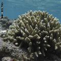 ../images/coraux-suit-genres/Genres-photossuit/Poritidae-Porites-Porites/IMG_5642.jpg