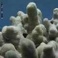 ../images/coraux-suit-genres/Genres-photossuit/Poritidae-Porites-Porites/IMG_5772.jpg