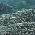 ../images/coraux-suit-genres/Genres-photossuit/Poritidae-Porites-Porites/IMG_5925.jpg