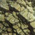 ../images/illus-coraux-3/IMG_6112.jpg