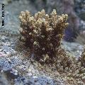 ../images/illus-genres-tous/Acropora-sp/Acropora_3865.JPG