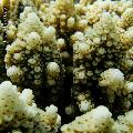 ../images/illus-genres-tous/Acropora-sp/DSCN0192.JPG