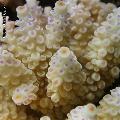 ../images/illus-genres-tous/Acropora-sp/DSCN8144.JPG