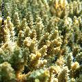 ../images/illus-genres-tous/Acropora-sp/DSCN9621.JPG