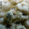 ../images/illus-genres-tous/Echinopora-sp/DSCN9331.JPG