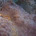 ../images/illus-genres-tous/Echinopora-sp/Echinopora_3692.JPG