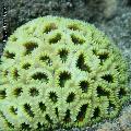 ../images/illus-genres-tous/FAVIA-SP/DSCN9315.JPG
