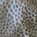 ../images/illus-genres-tous/Leptastrea-sp/IMG_6576.jpg