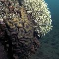 ../images/illus-genres-tous/Lobophyllia-sp/97-394-Lobophyllia.jpg